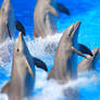 Dolphins