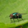Lucilia Spec
