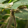Dragonfly and its workout