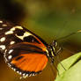 Heliconius mimicry