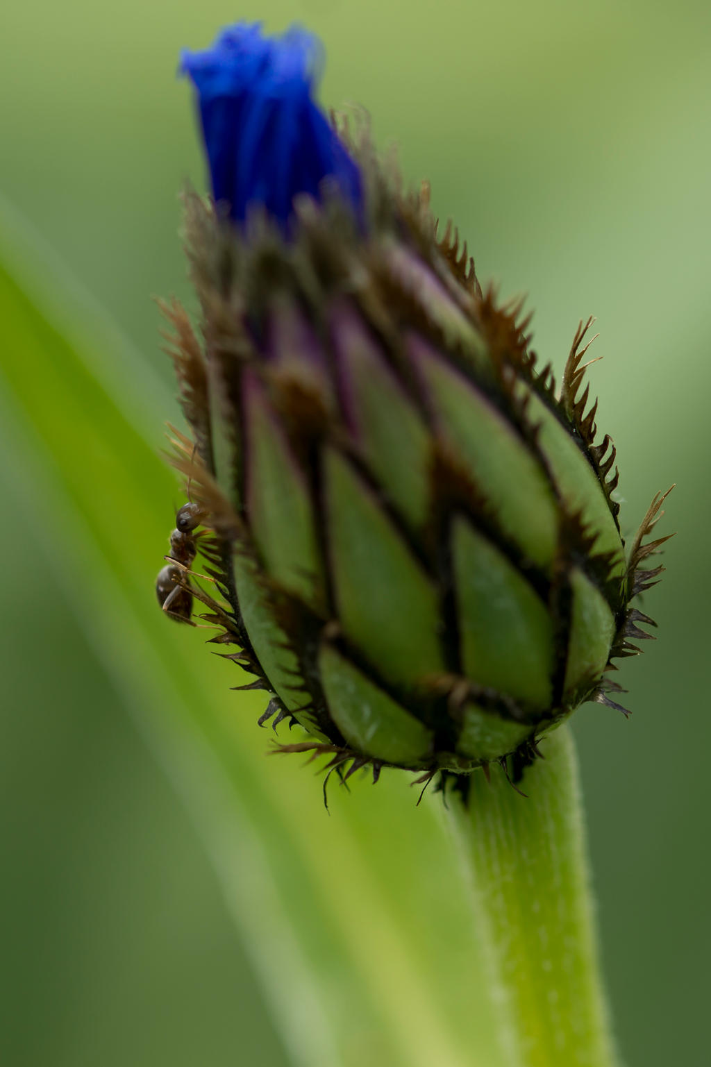 Macro Monsters: ant (01)