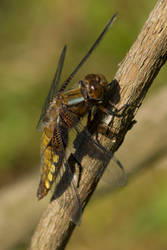 Macro Monsters: monster dragonfly(01)