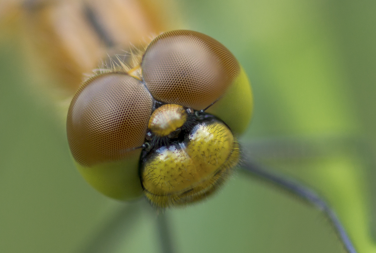 Dragonfly - Anisoptera