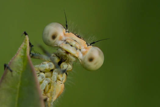 The female of the common blue damselfly