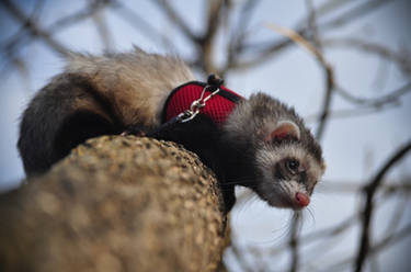 Ferret on a tree