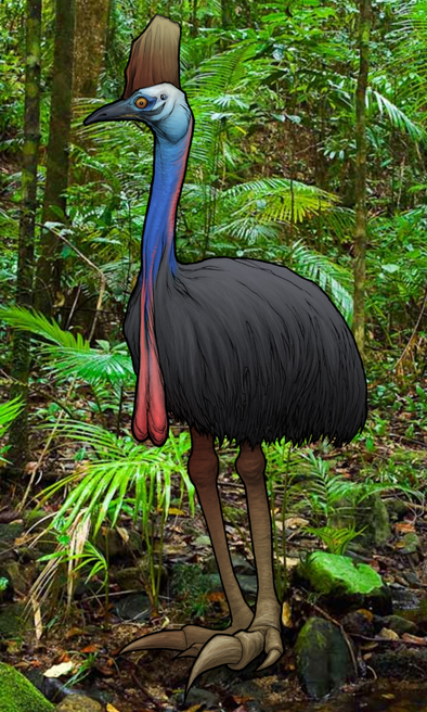 Native Australian Animals. Cassowary by awolfillustrations on DeviantArt Native Australian Animals. Cassowary by awolfillustrations on DeviantArt