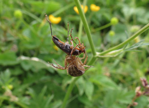 Spider's lunch.