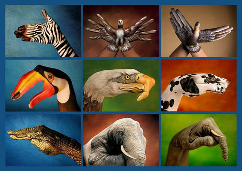 conceptual animales maravillosos