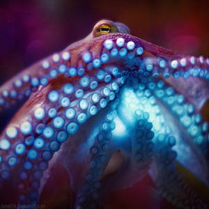 come see me by detail24 come see me by detail24