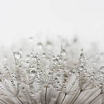 Just an ordinary blowball by d67