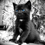 Deep Blue by d67