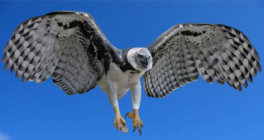 Angel Spectre Anima OC harpy eagle wings ref mat by guntales4570