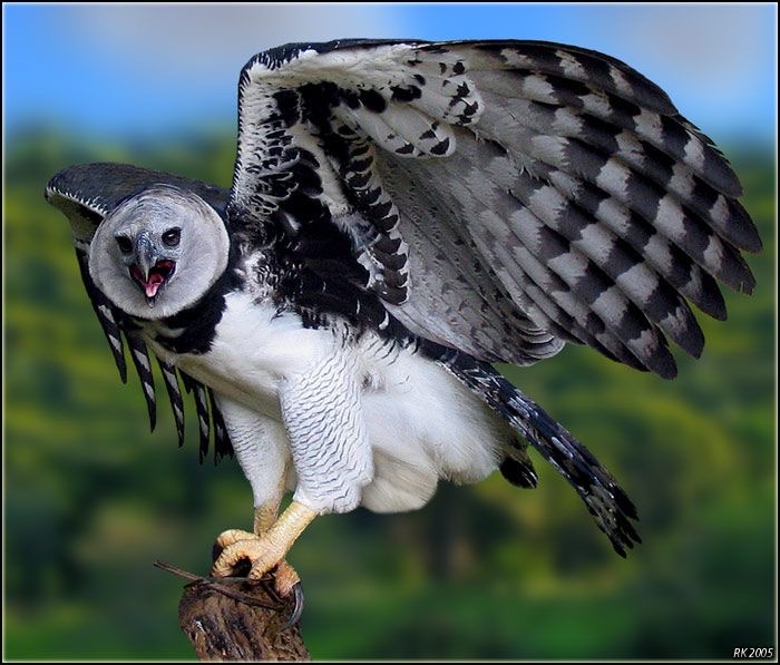 Spectre Anima OC harpy Eagle wings 2 reference mat by guntales4570 on  DeviantArt
