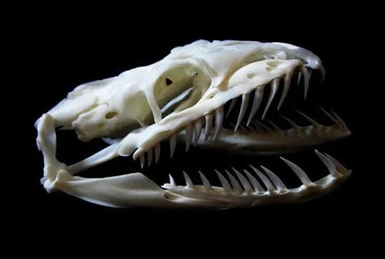 Typhon Anima OC python teeth reference mat by guntales4570 on DeviantArt