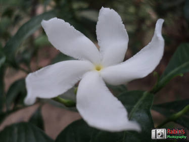 White Flower