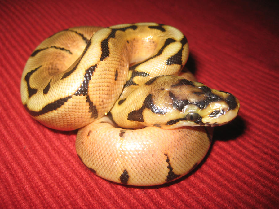Super Spider Ball Python Baby Spider Ball Python Baby 3 by SirenGarg on DeviantArt
