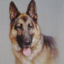 A german shepherd