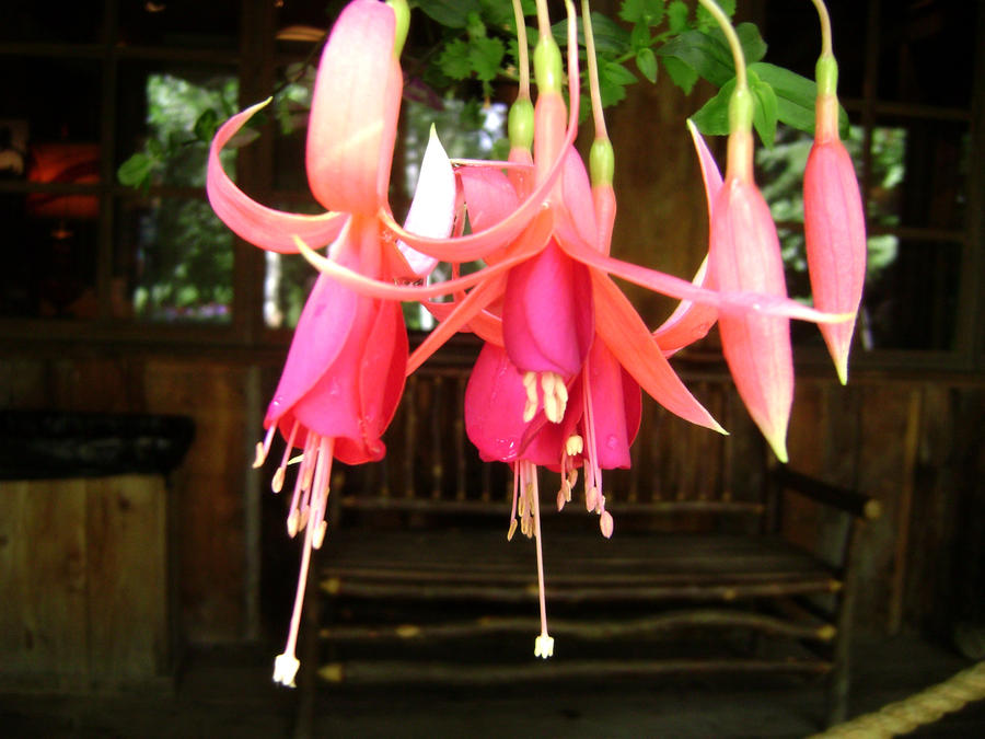 Upside Down Flowers