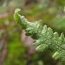 fern fuzz