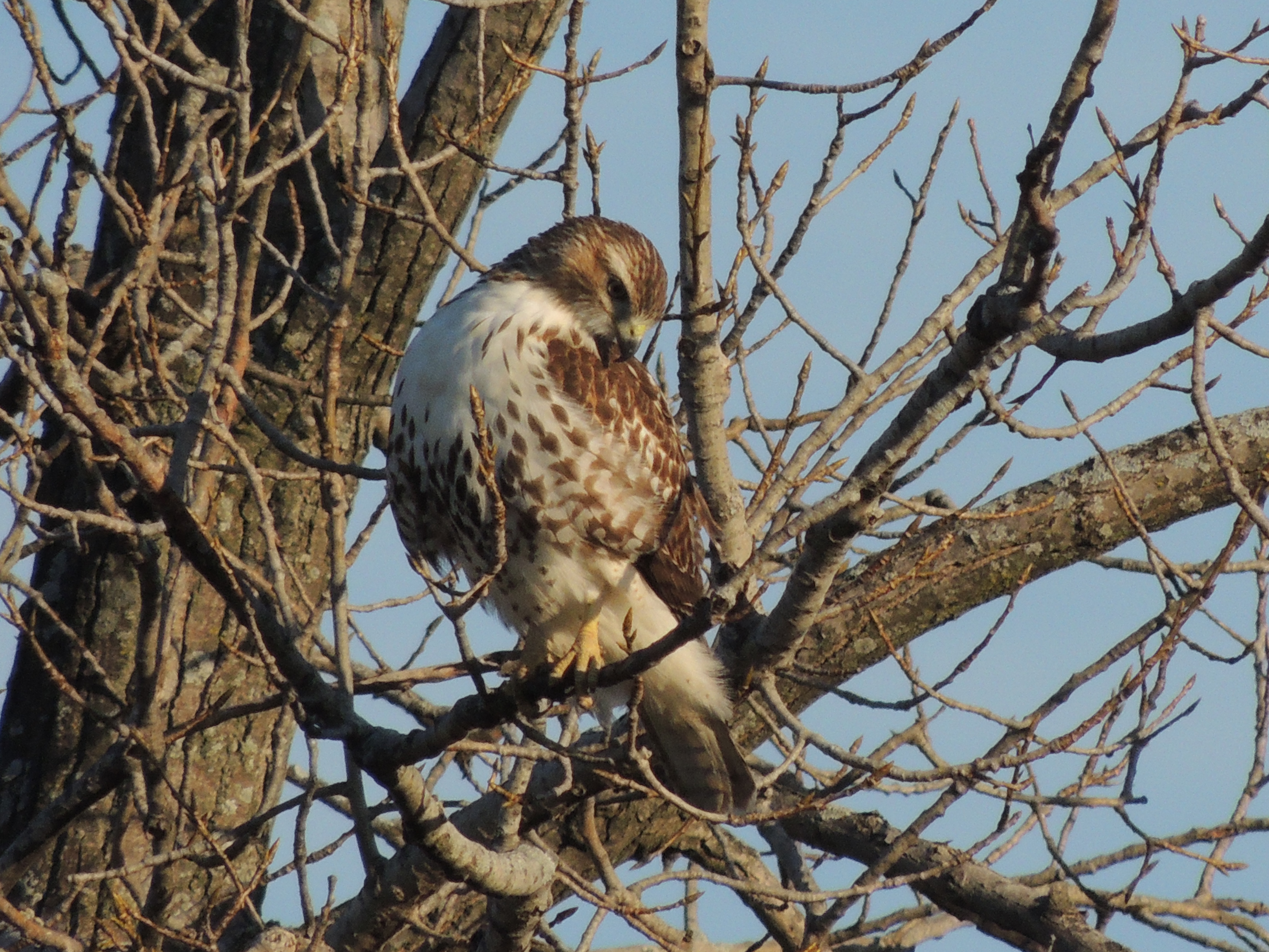 Red Tailed Hawk