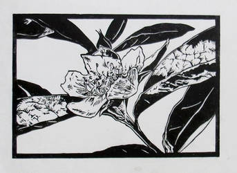 medlar blossom lino print