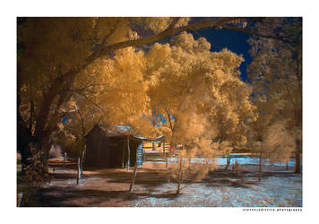 Kings Park Infra Red no.1