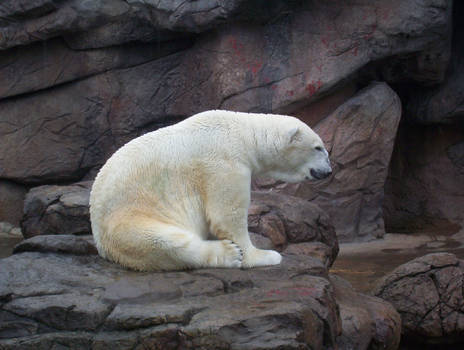 Polar Bear