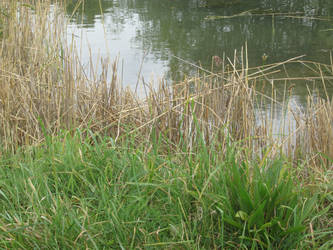 Reeds and grass by the lake.