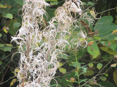 White swirly plant.