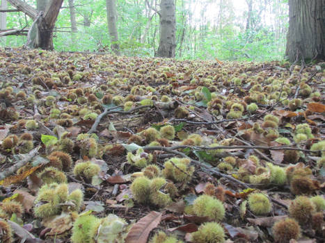 Forest of chestnuts.