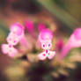 little pinks