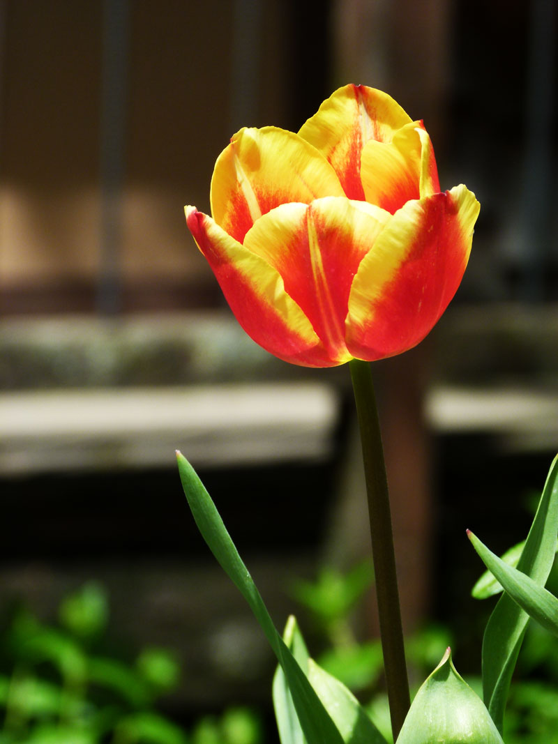 flamin' tulip