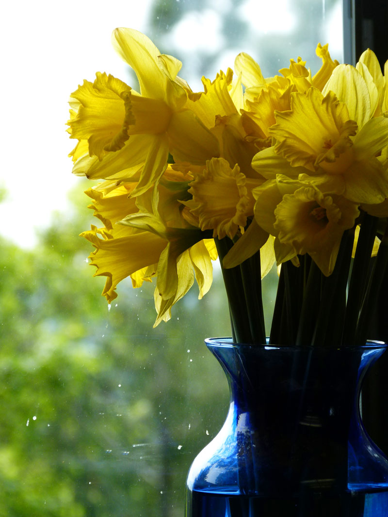 daffodil bouquet