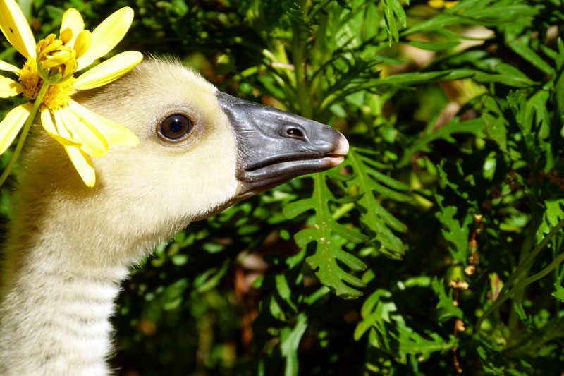 goosey wears a flower