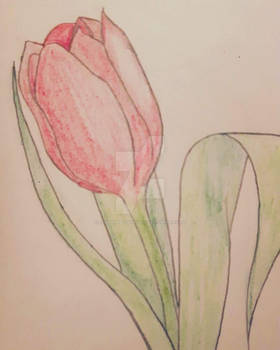 Tulip Sketch