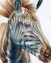 Golden Zebra 11-2013