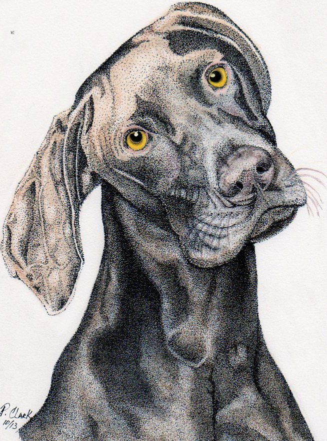 Weim 10-2013 Finished