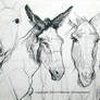 Donkey-studies-1