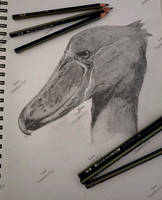 Picozapato / Shoebill