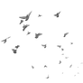 Birds PNG