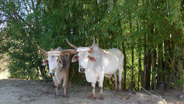 Cuban Farm Cows