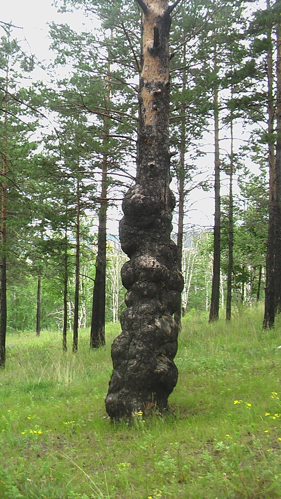 Odd Tree Out odd tree by bonuschita on DeviantArt