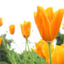 Orange_flowers