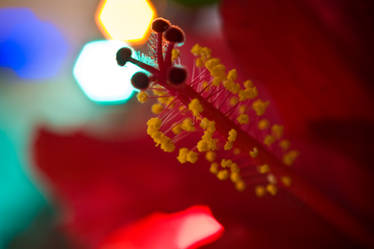 Hibiscus Bokeh