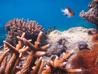 karimun jawa aquatic life 1