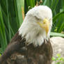 Bald Eagle VIII - Angry