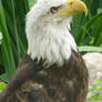 Bald Eagle IX