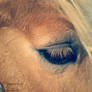 Haflinger eye