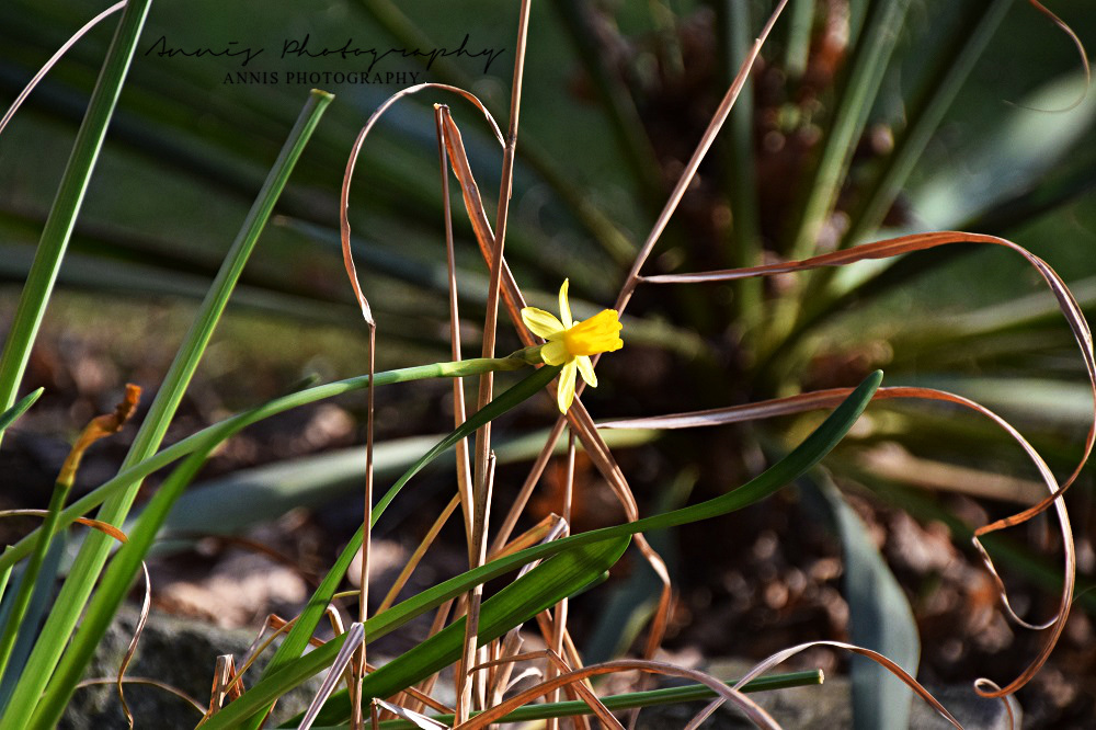 Daffodil