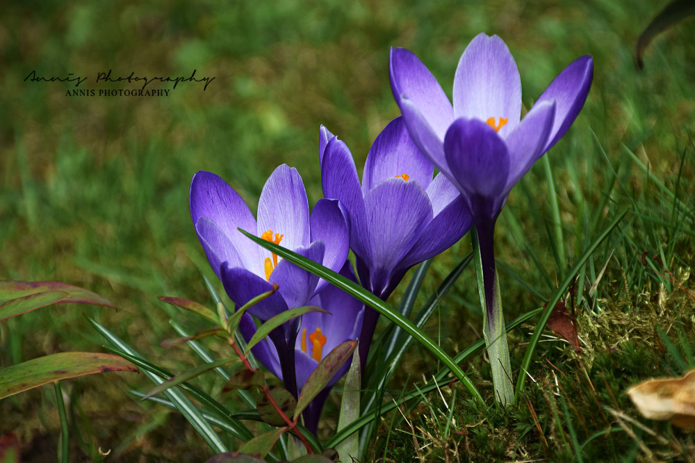 Crocuses